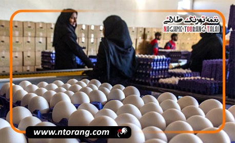 کمبود نهاده‌های دامی و نقش دلالان در نوسان قیمت تخم‌مرغ